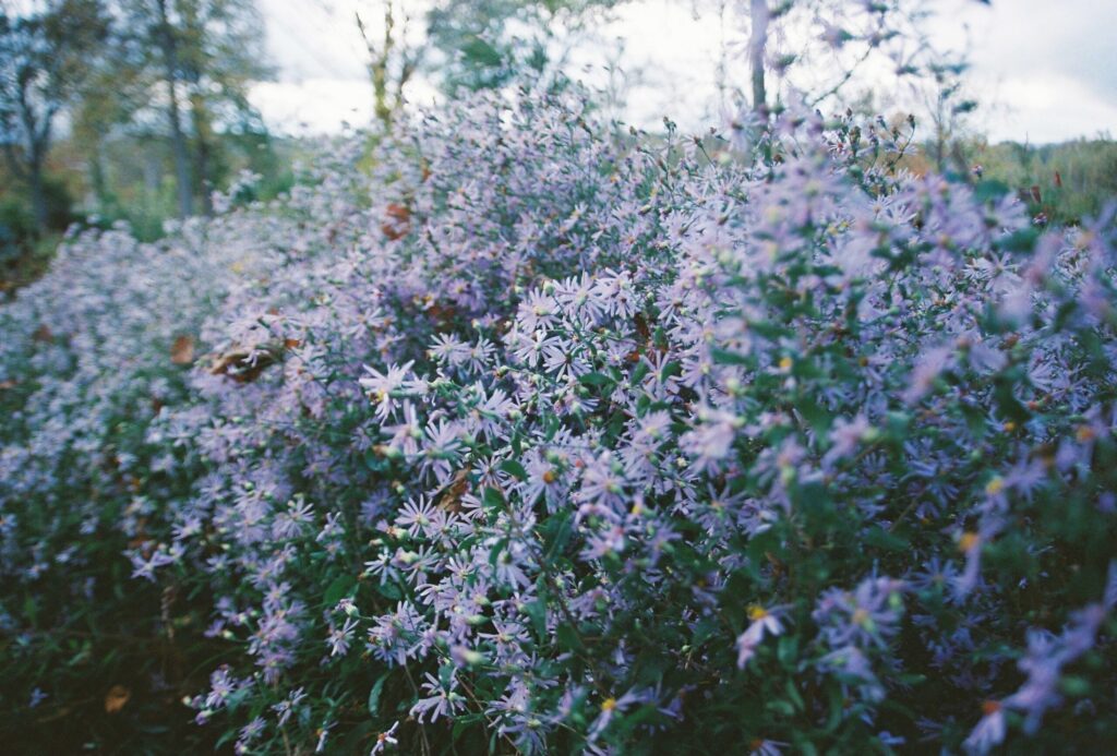 garden flower