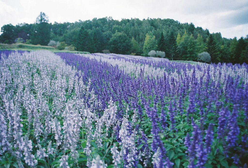 Salvia