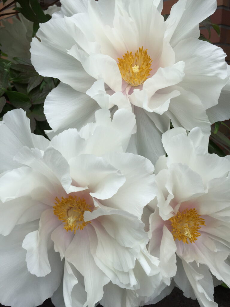 white flower