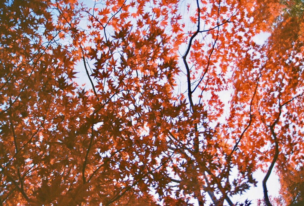 autumn